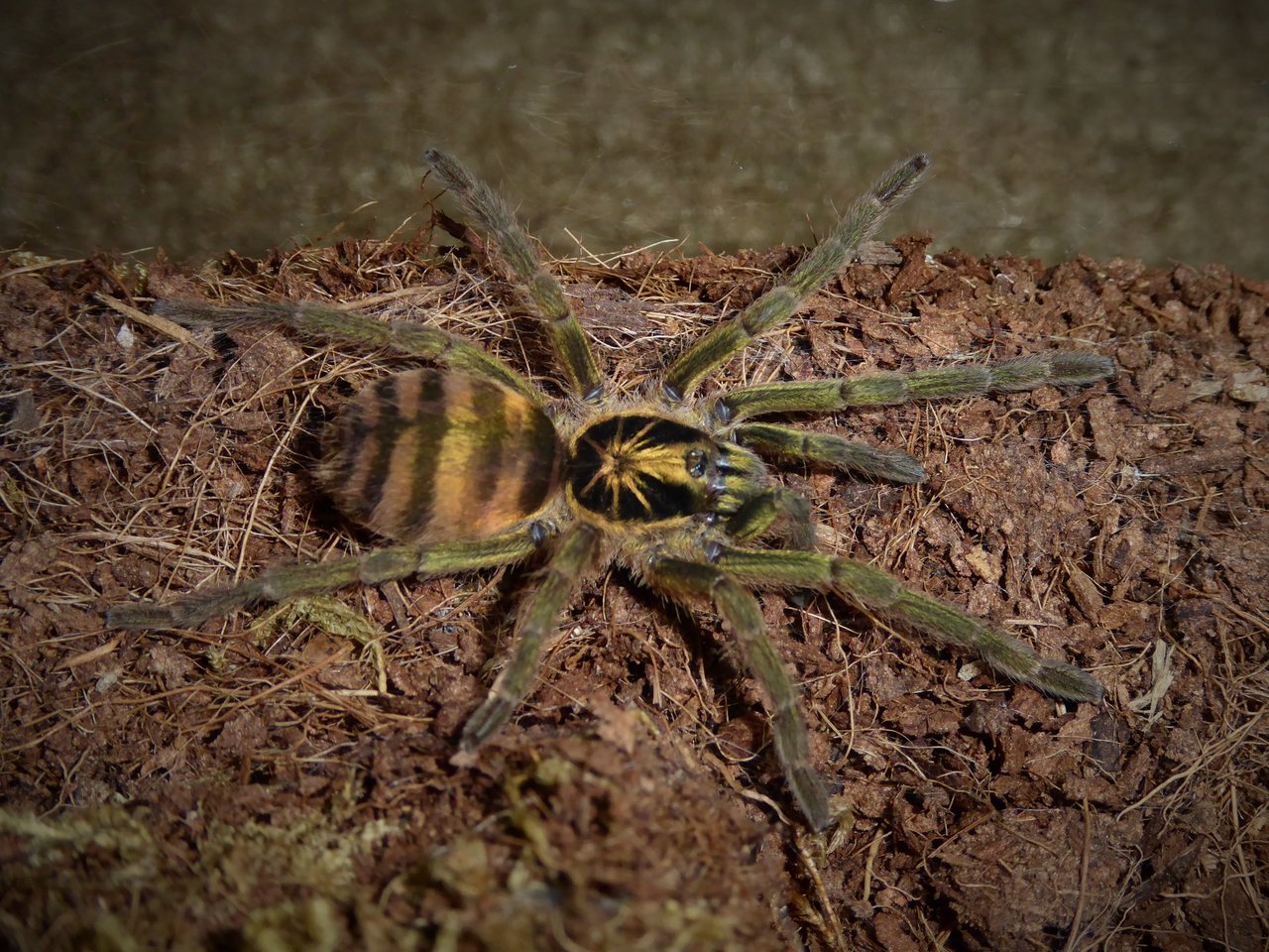 0.1 Neoholothele fasciaaurinigra, sometimes called The Bumble Bee