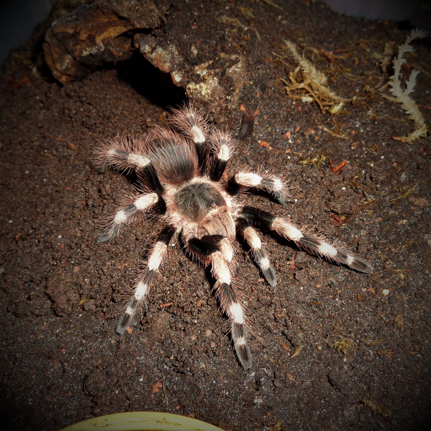 0.1 Nhandu coloratovillosus