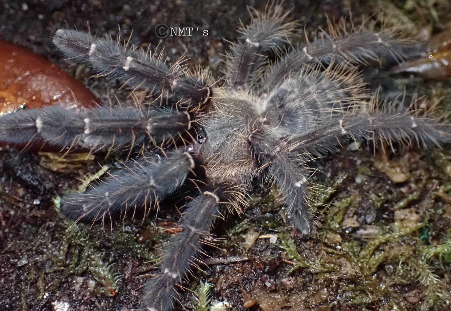 0.1 Omothymus sp. Sumatran tiger - 3.25" DLS