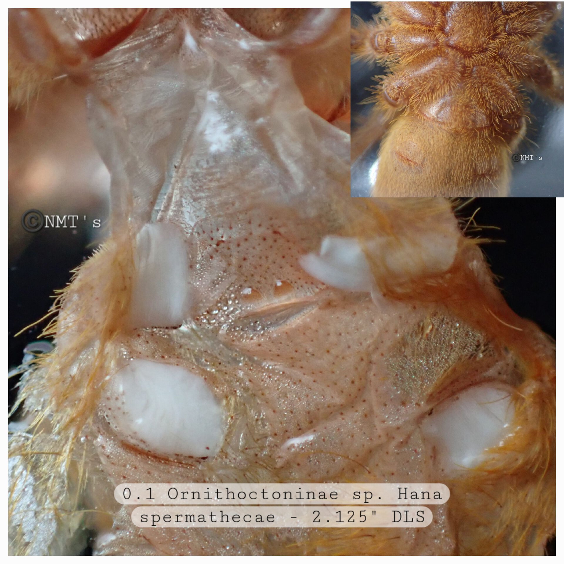 0.1 Ornithoctoninae sp. Hana,  2.125" DLS