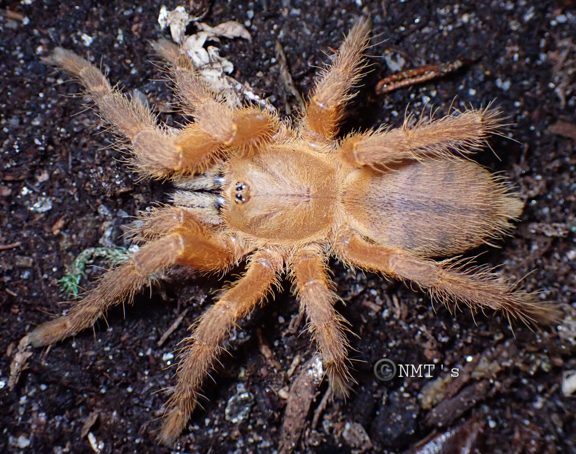 0.1 Ornithoctoninae sp. Hana - 3.25" DLS