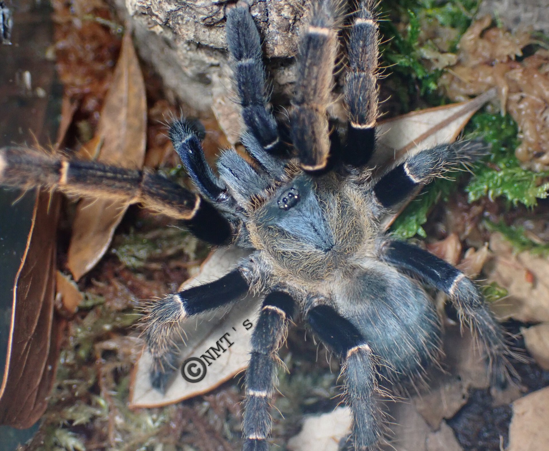 0.1 Ornithoctoninae sp. Koh Phangan - 3.25" DLS