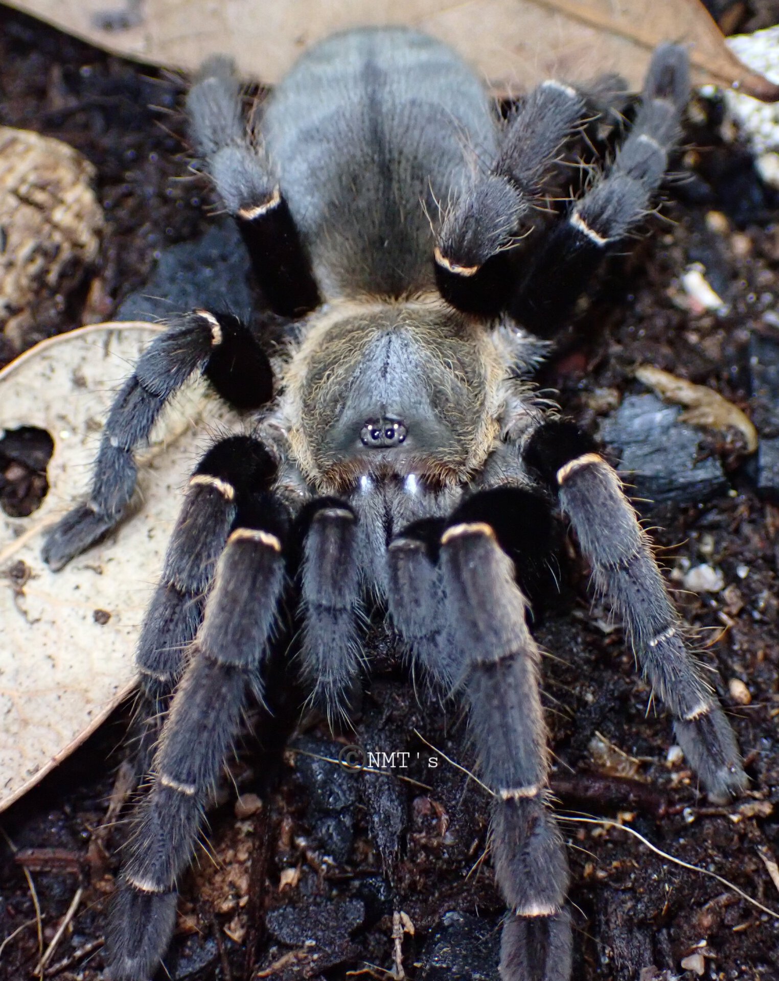 0.1 Ornithoctoninae sp. koh Phangan - 3.5" DLS