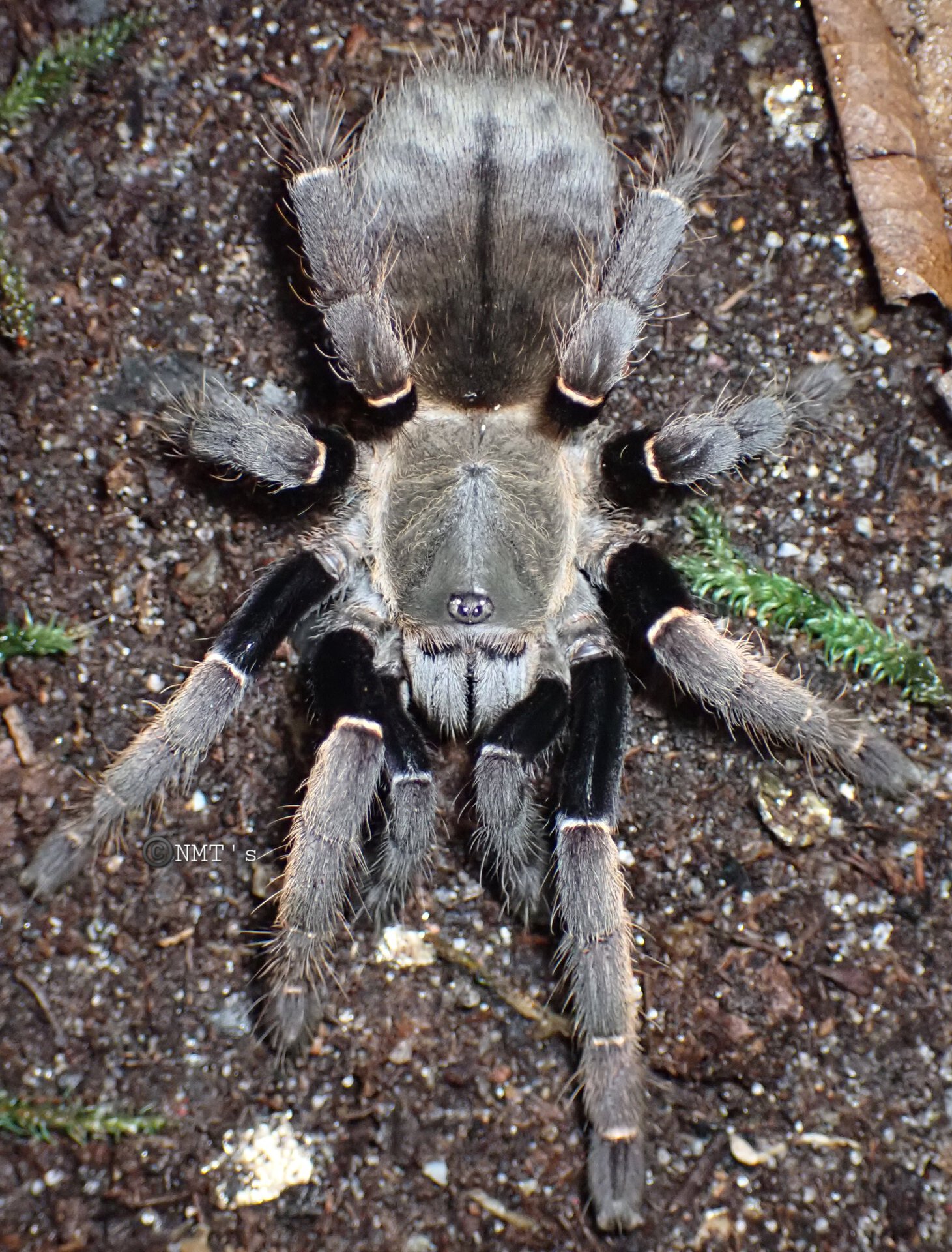 0.1 Ornithoctoninae sp. koh Phangan - 3.5' DLS