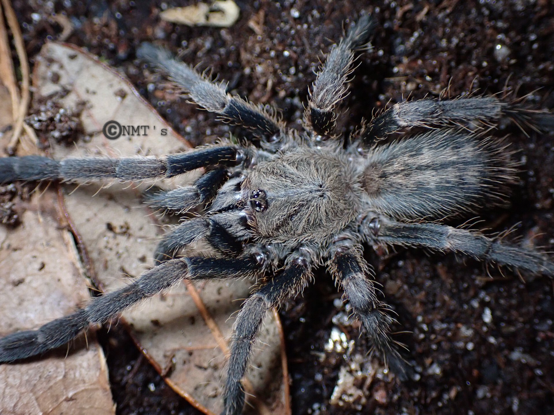 0.1 Ornithoctoninae sp. Veronica Dwarf - 2.5" DLS