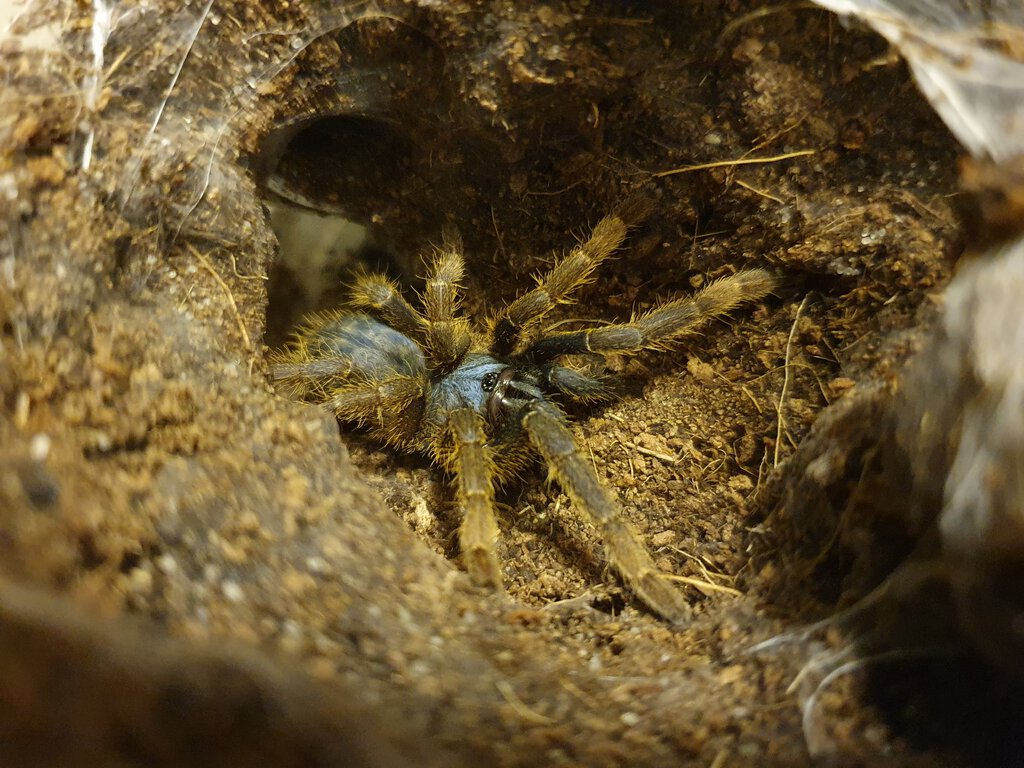 0.1 Ornithoctoninae sp. 'Vietnam Silver' (2")