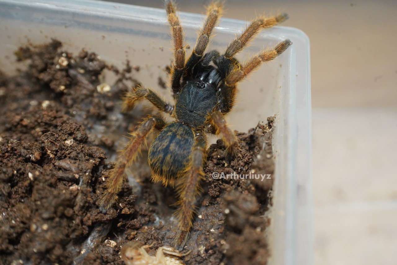 0.1 Ornithoctoninae sp. "Vietnam Silver"