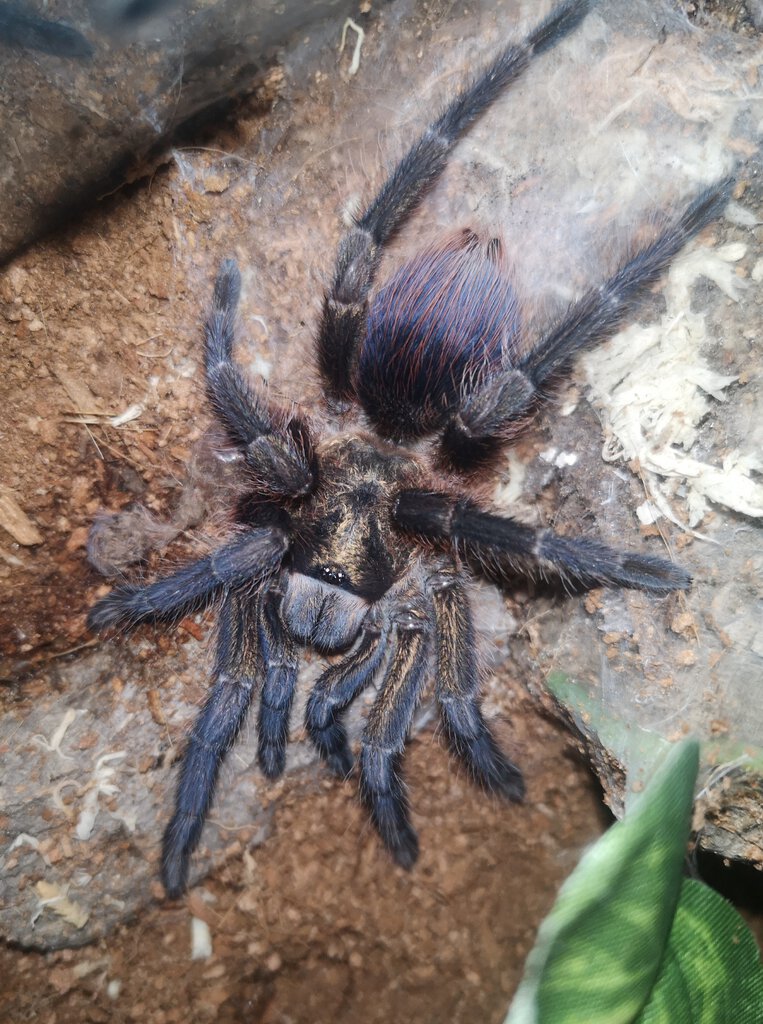 0.1 P.auratus freshly molted