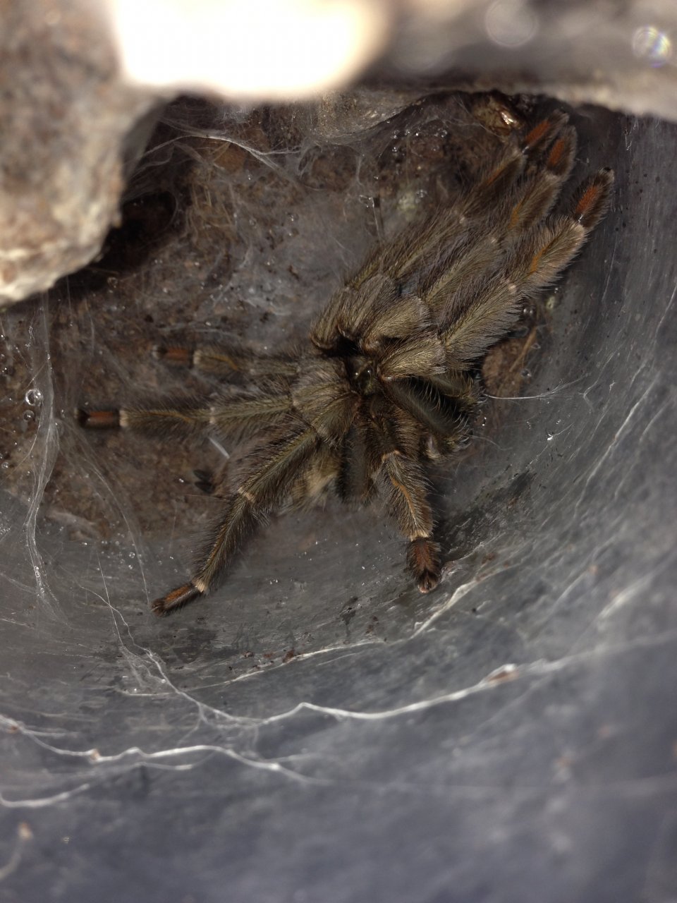 0.1 P. cambridgei Freshly Molted