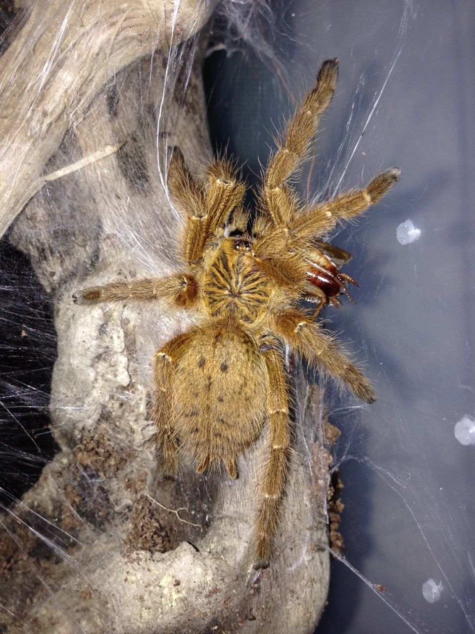 0.1 P. murinus Feeding