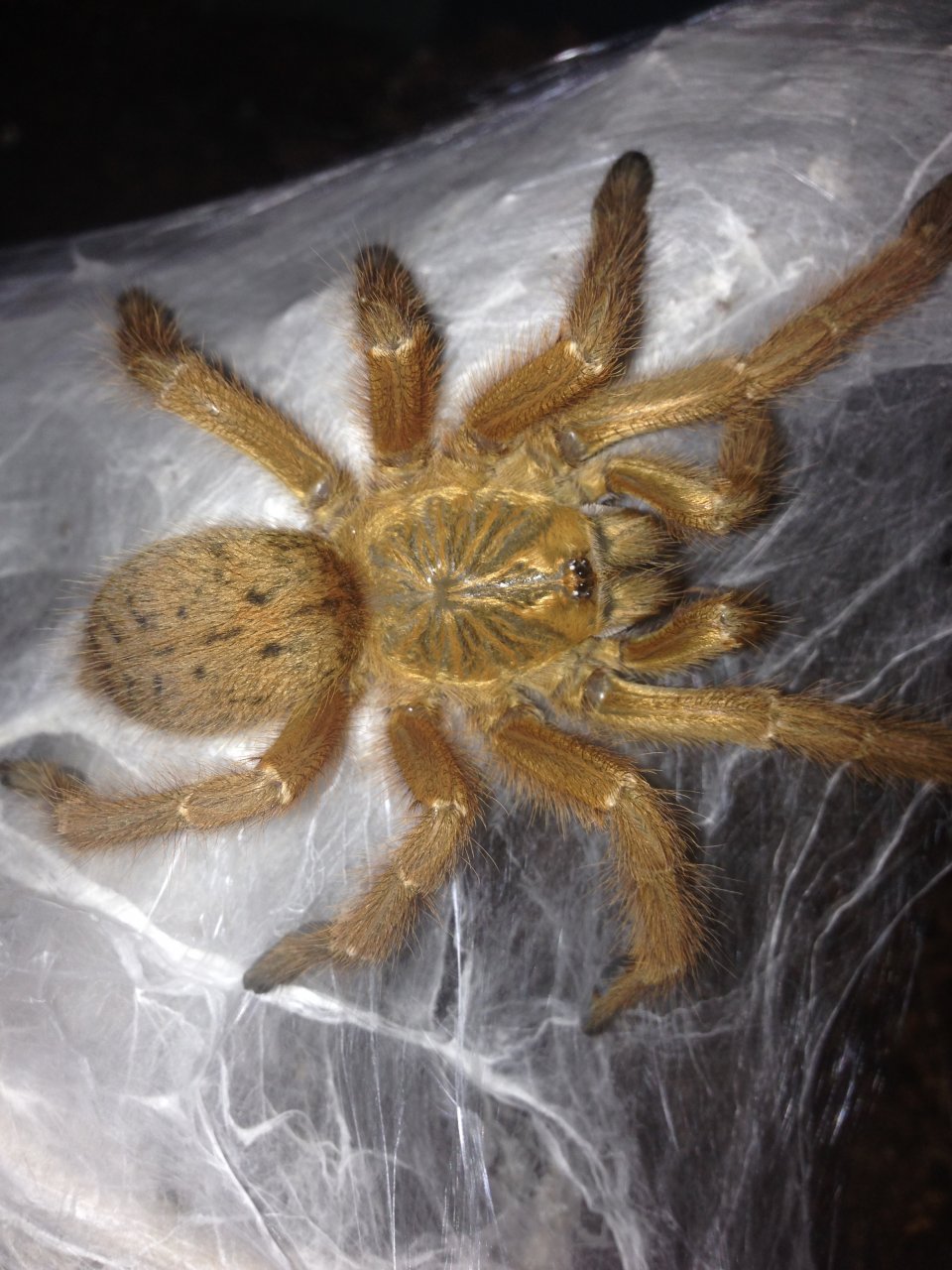 0.1 P. murinus Freshly Molted