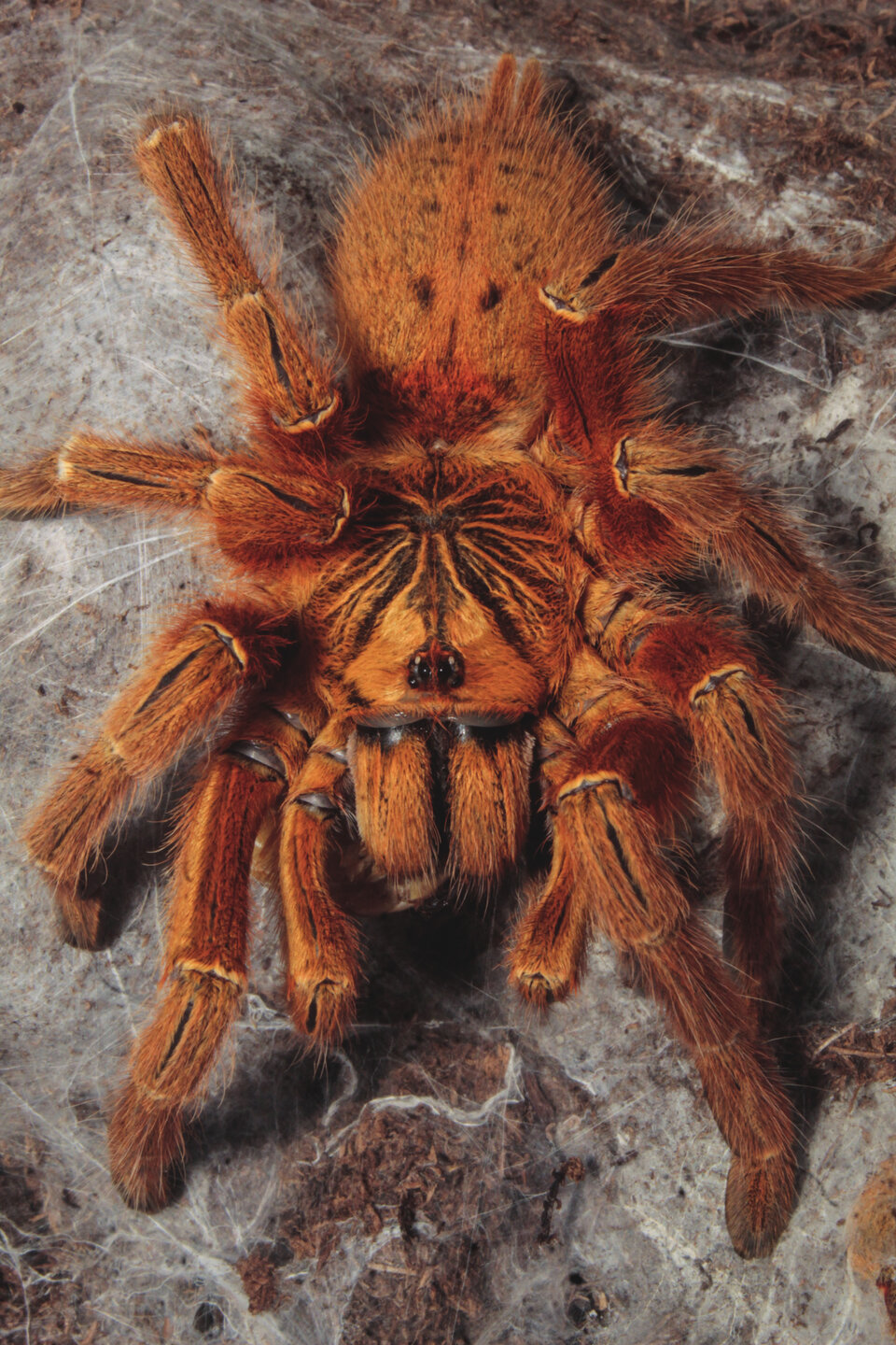 0.1 P.murinus "RCF", shot #1