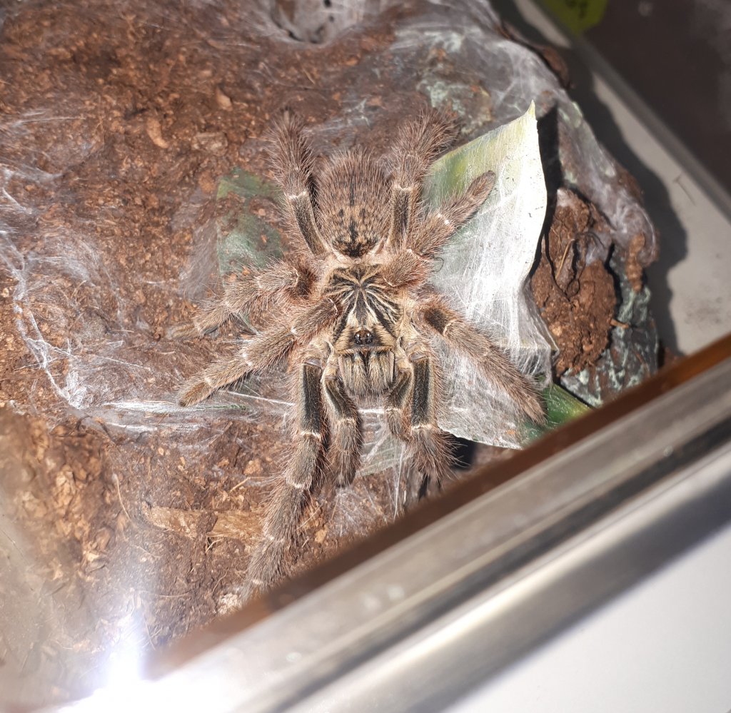 0.1 P. murinus