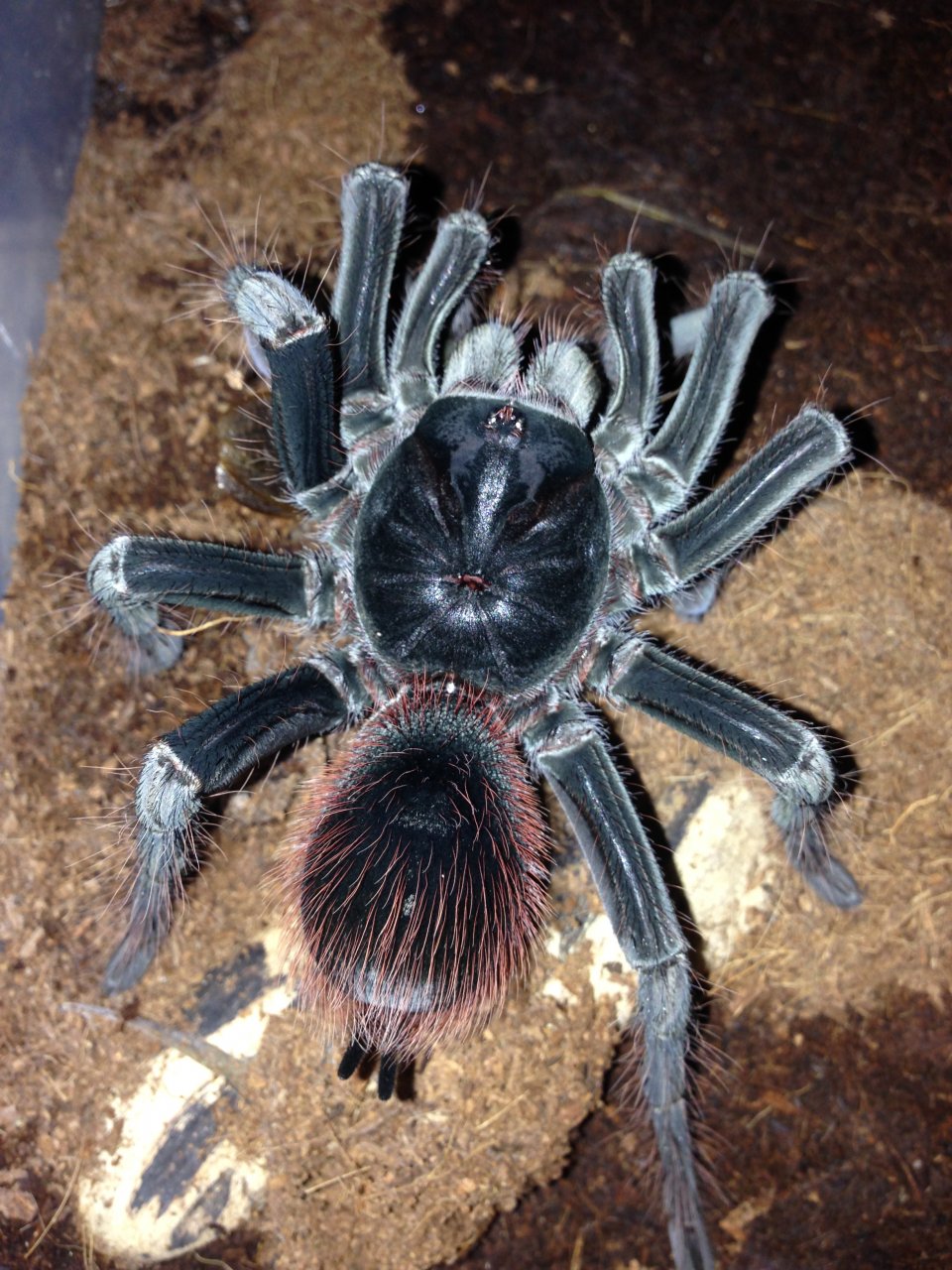 0.1 P. petersi Post-Molt Feeding