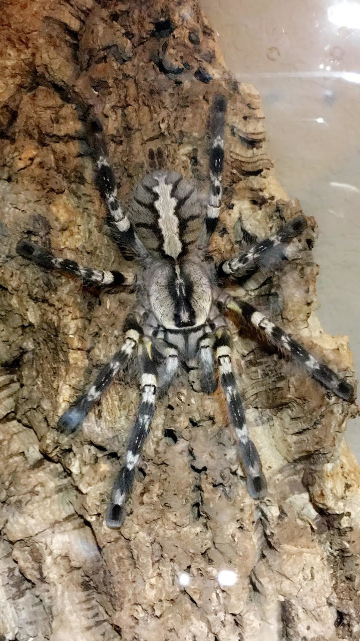 0.1 P. Regalis