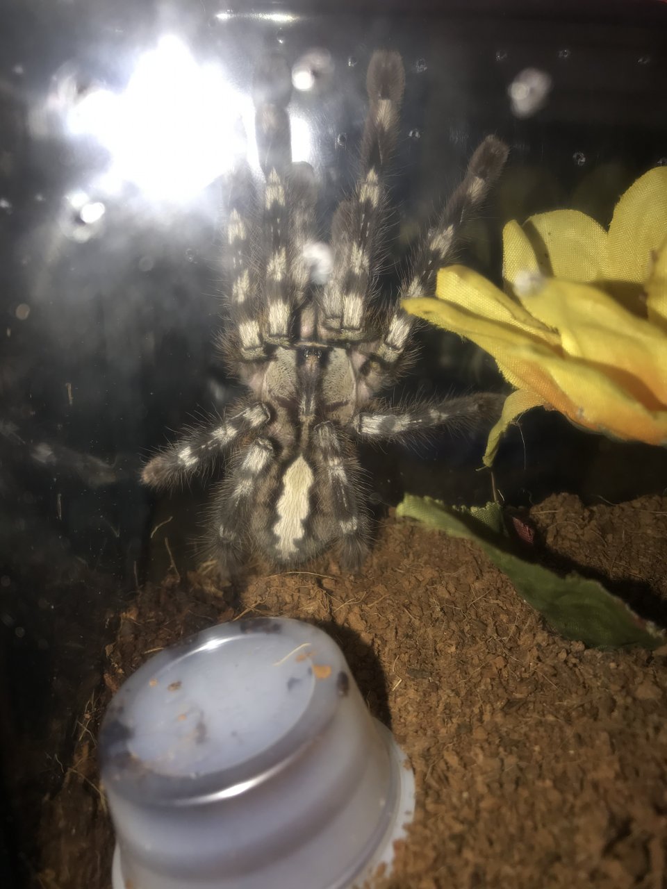 0.1 P. regalis