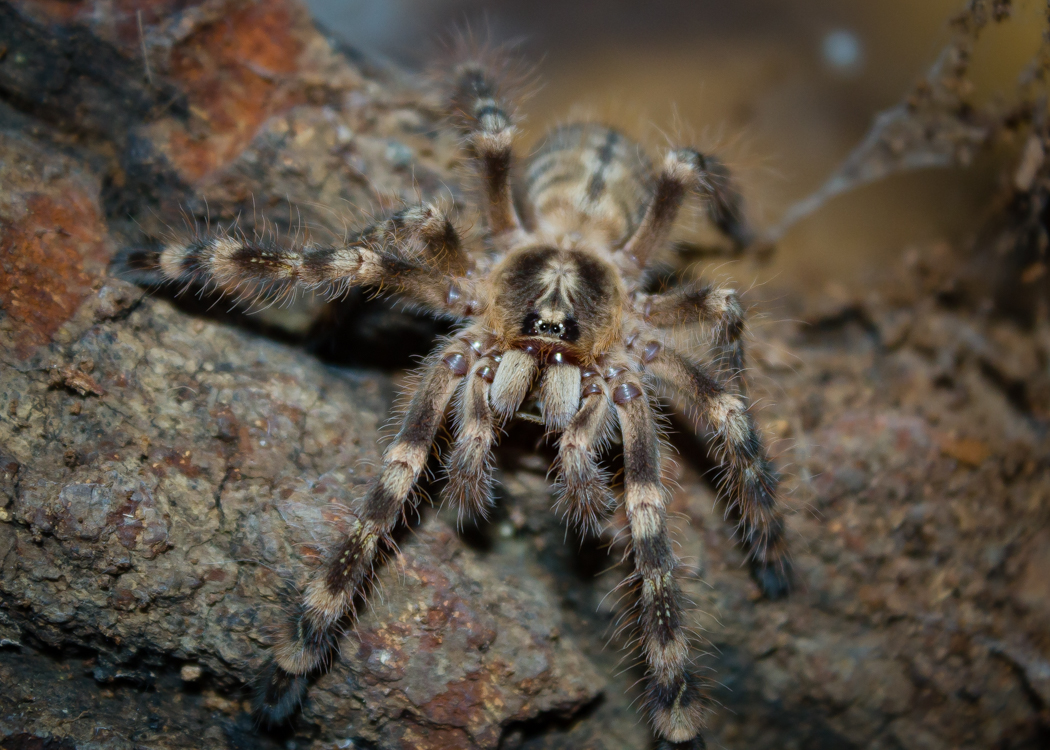 0.1 P. subfusca "Highland" Sling/Juvie Munching on a Dubia