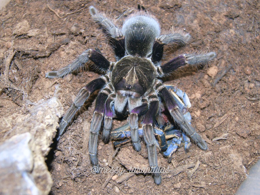 0.1 Pamphobeteus insignis (Colombia) AF feeding on a wet moult Ornithoctoninae sp. vietnam silver AF