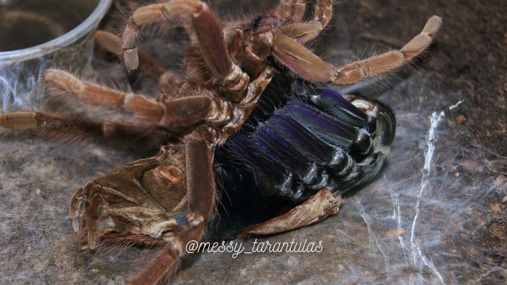 0.1 Pamphobeteus insignis (Colombia) AF Moulting