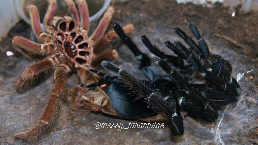 0.1 Pamphobeteus insignis (Colombia) AF Moulting