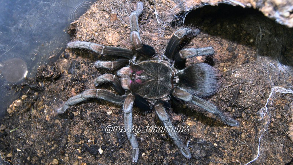 0.1 Pamphobeteus ornatus AF freshly moulted