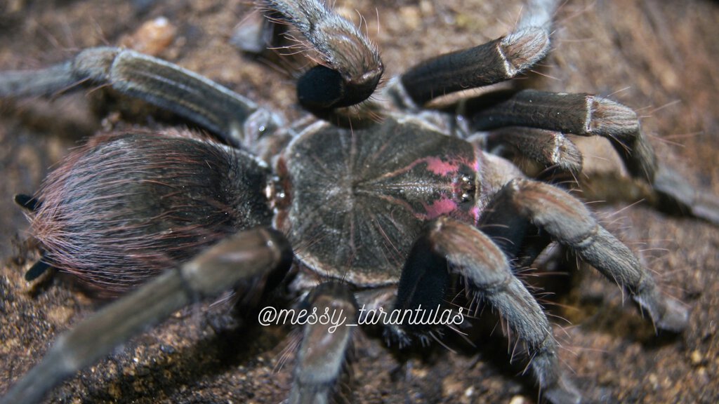 0.1 Pamphobeteus ornatus AF freshly moulted