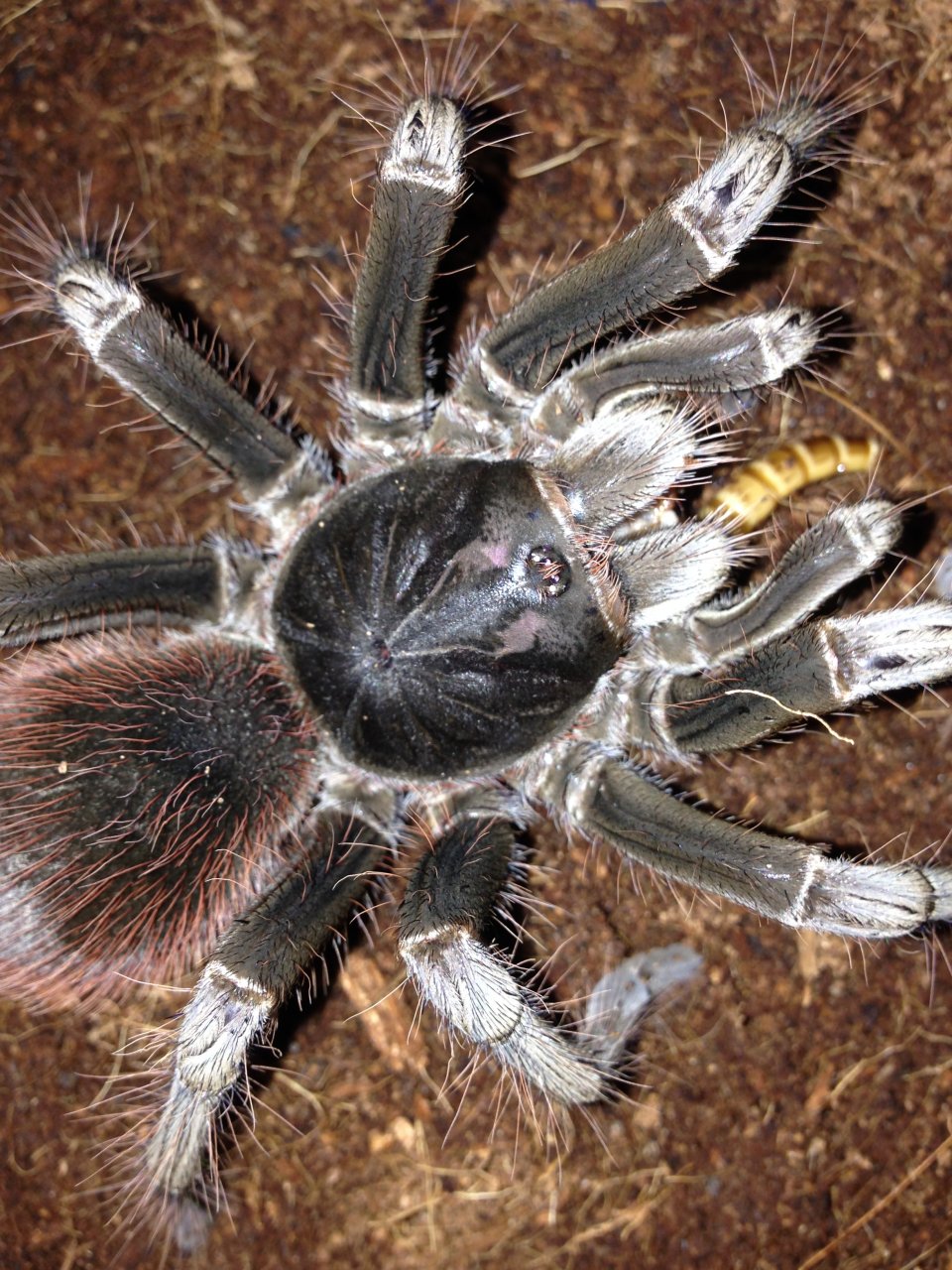 0.1 Pamphobeteus petersi Feeding