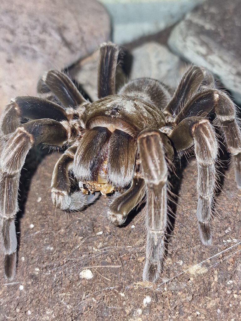 0.1 Pamphobeteus Platyomma