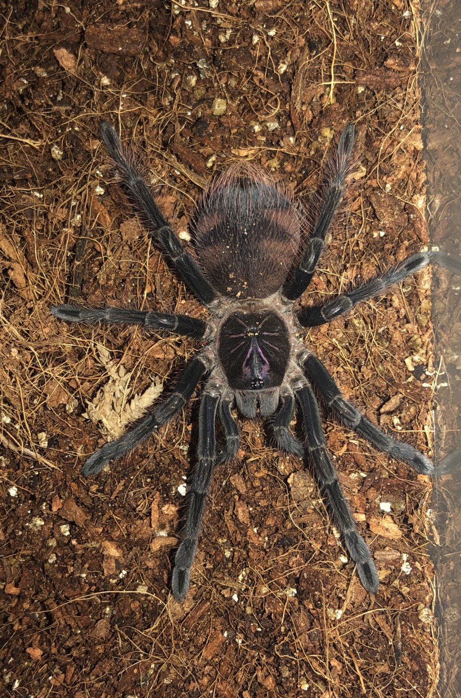 0.1 Pamphobeteus sp. ‘platyomma’