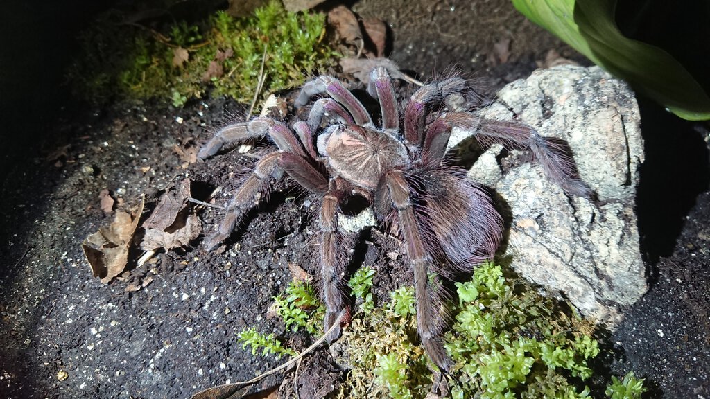 0.1 Pamphobeteus sp. machala