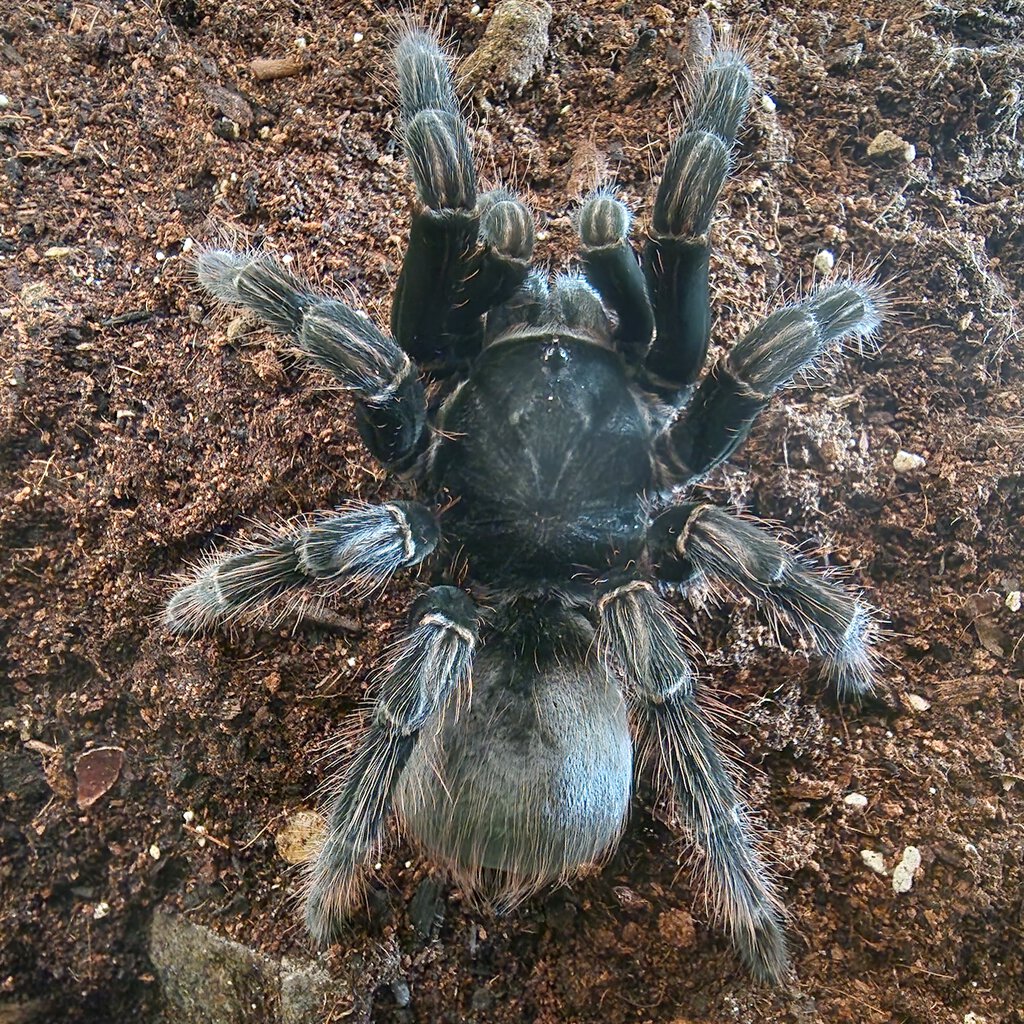 0 . 1 Pamphobeteus sp.Platyomma 8/9 years..