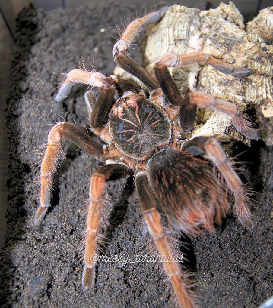 0.1 Pamphobeteus sp. Solaris SAF