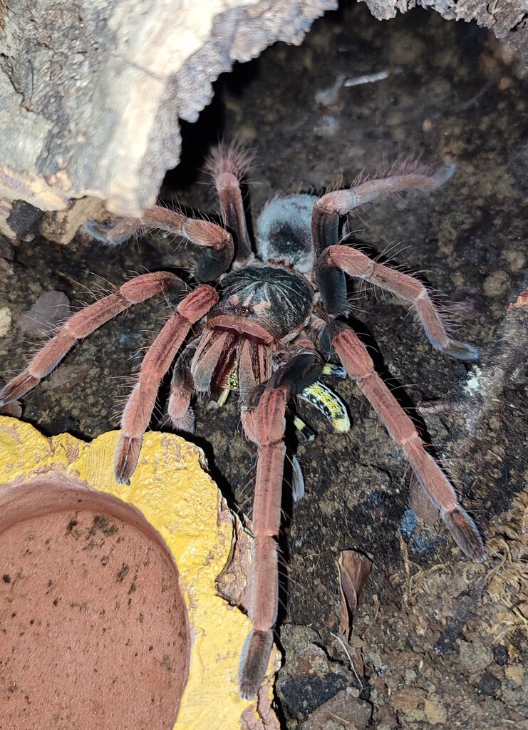 0.1 Pamphobeteus sp. Solaris "Sunny"