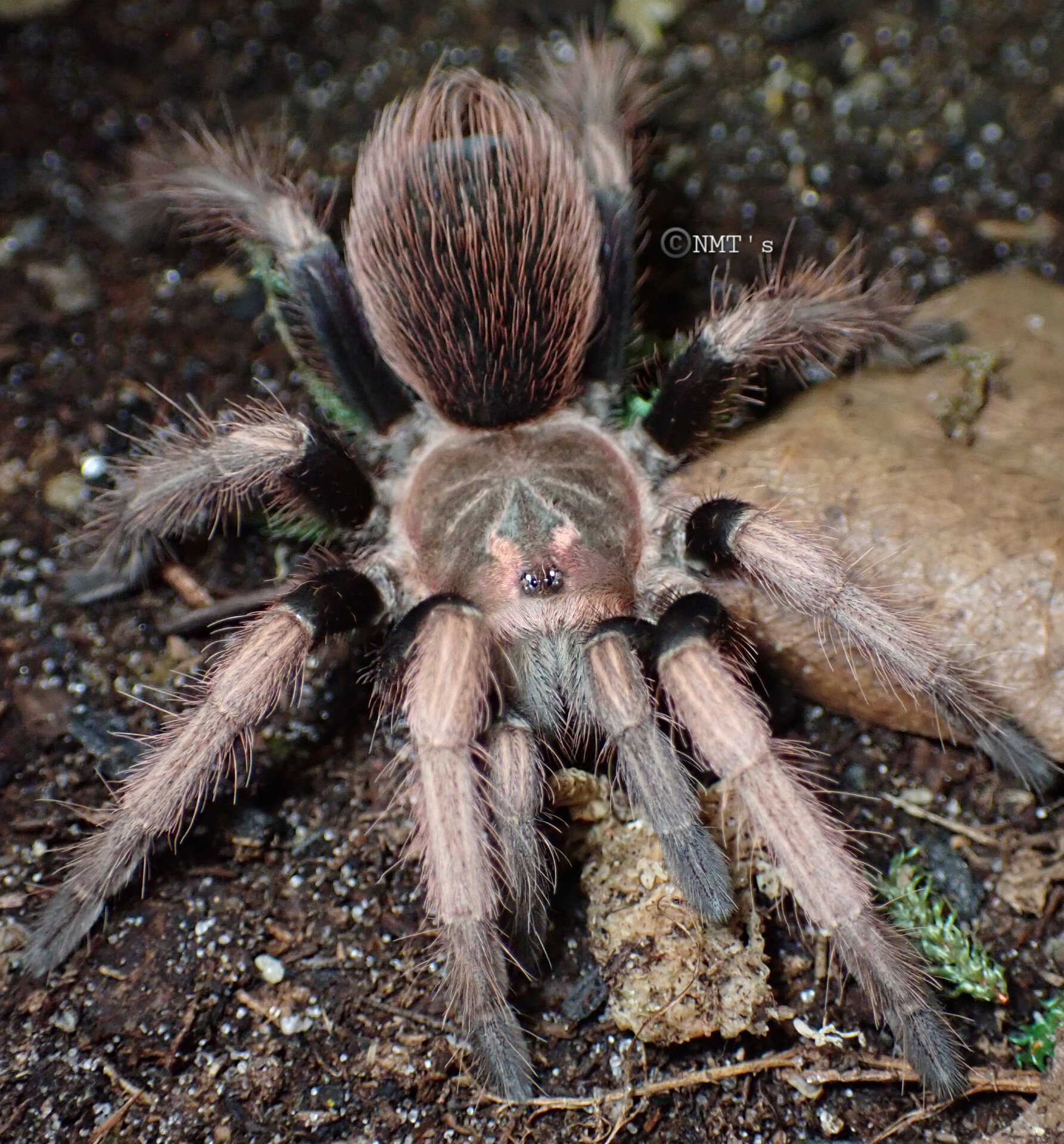 0.1 Pamphobeteus ultramarinus - 3.75" DLS