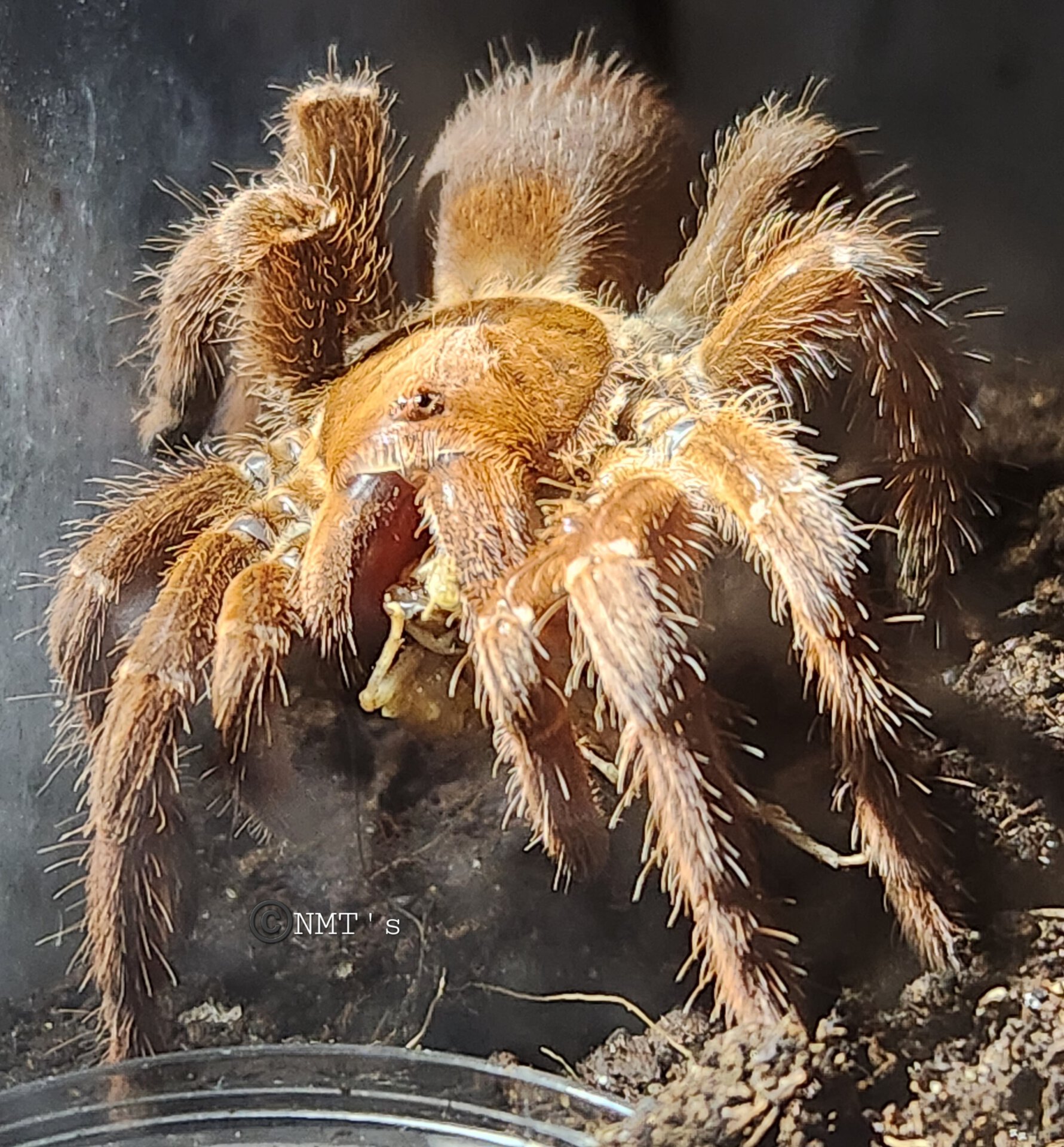 0.1 Pelinobius muticus - 5.5" DLS