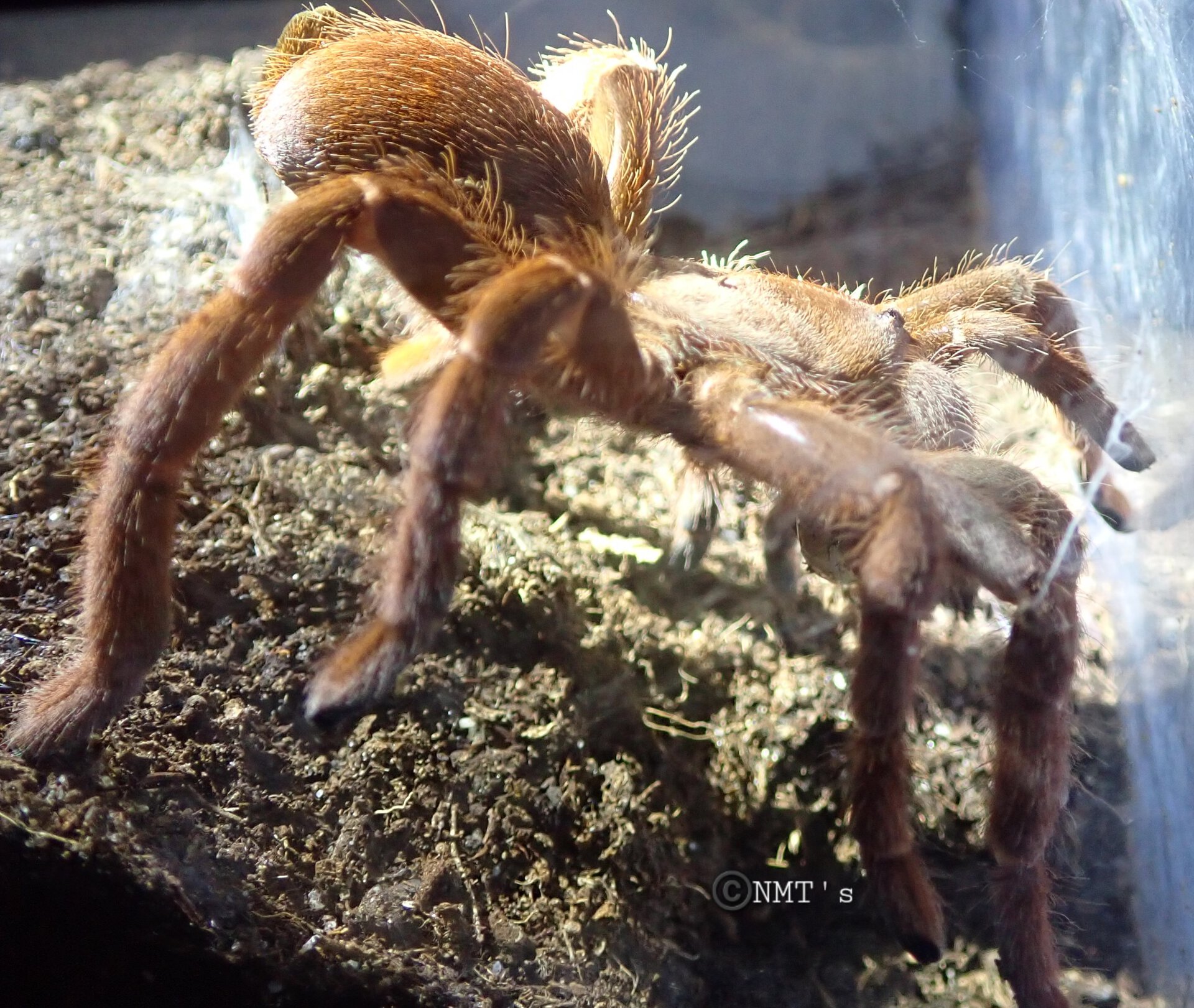 0.1 Pelinobius muticus - 6"+ DLS