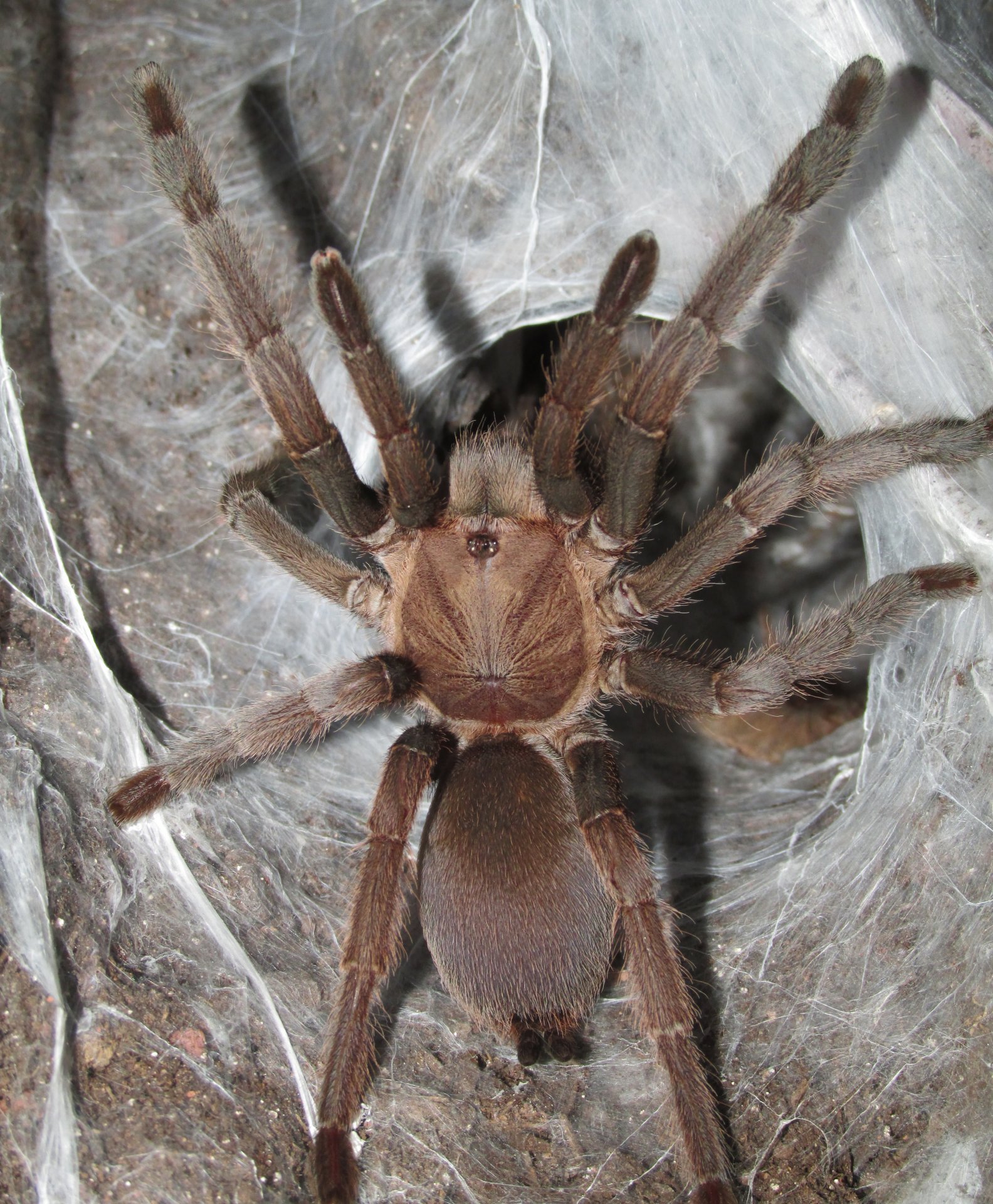 0.1 Phlogius sp. "Black Presley", 4"