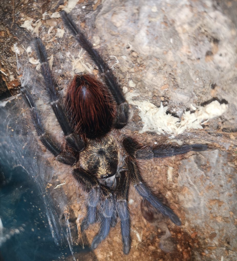 0.1 Phormictopus auratus freshly molted 2