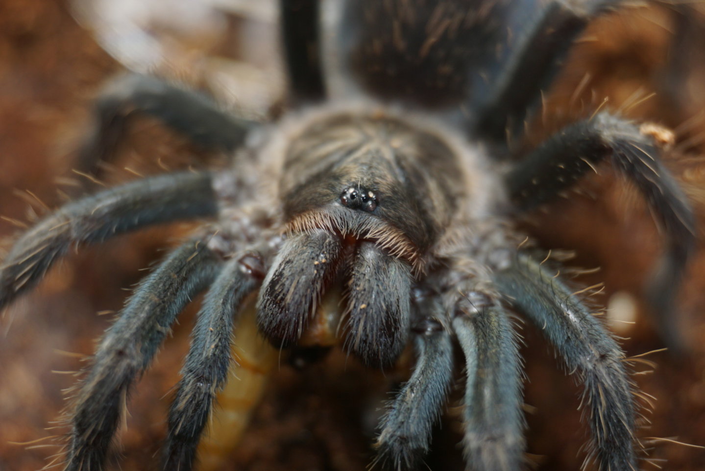 0.1 Phormictopus sp. ‘Gold Carapace’