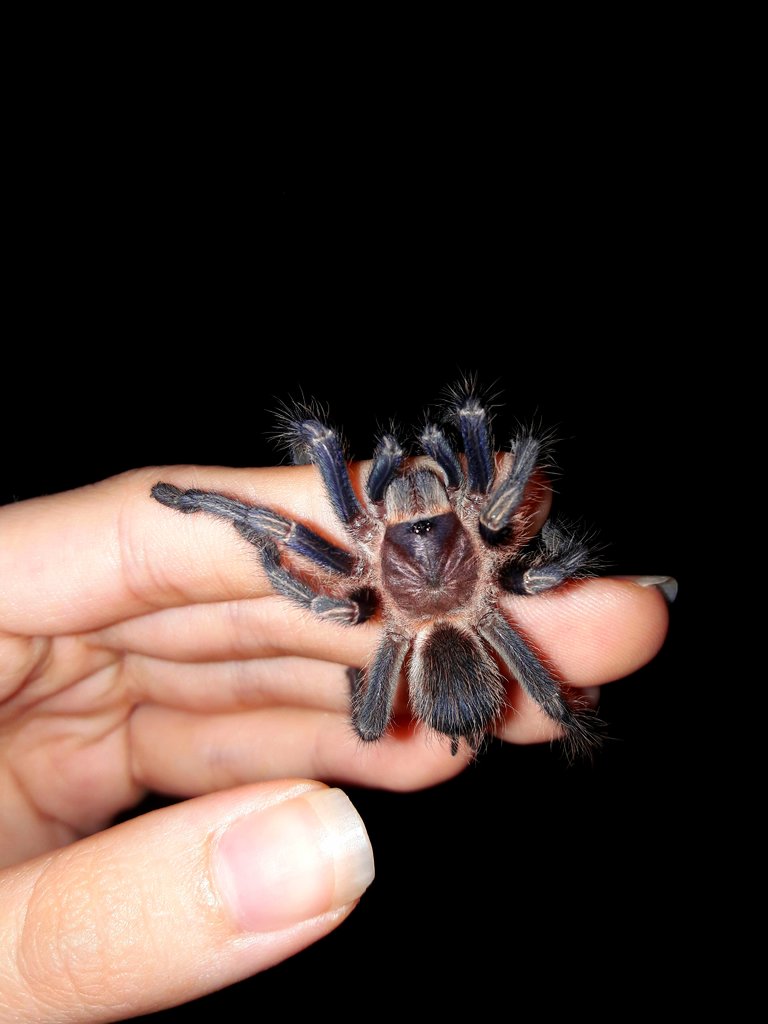 0.1 Phormictopus sp. Green "Gold Carapace"