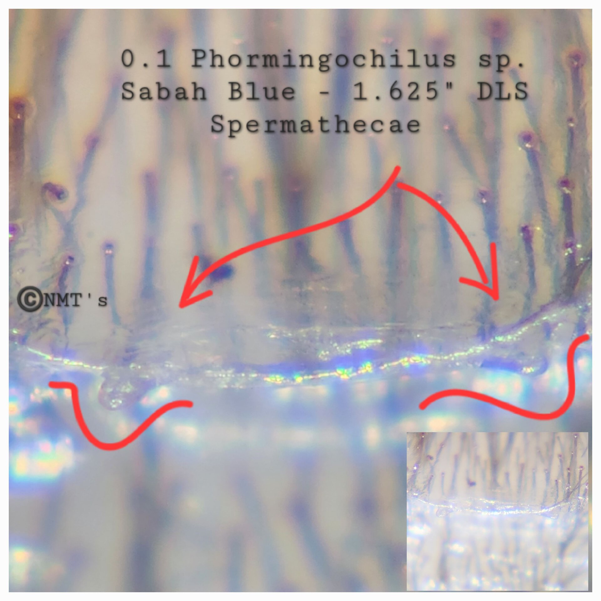 0.1 Phormingochilus sp. Sabah Blue - 1.625" DLS