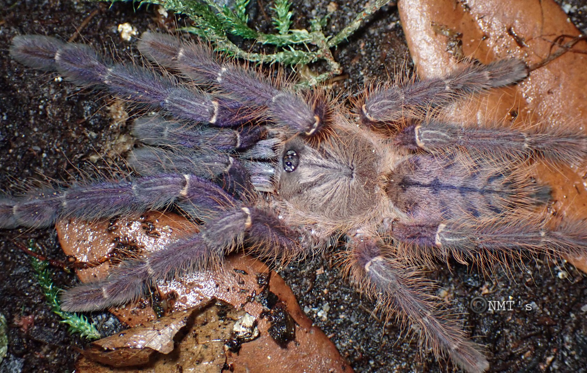 0.1 Phormingochilus sp. Sabah Blue - 4.5" DLS