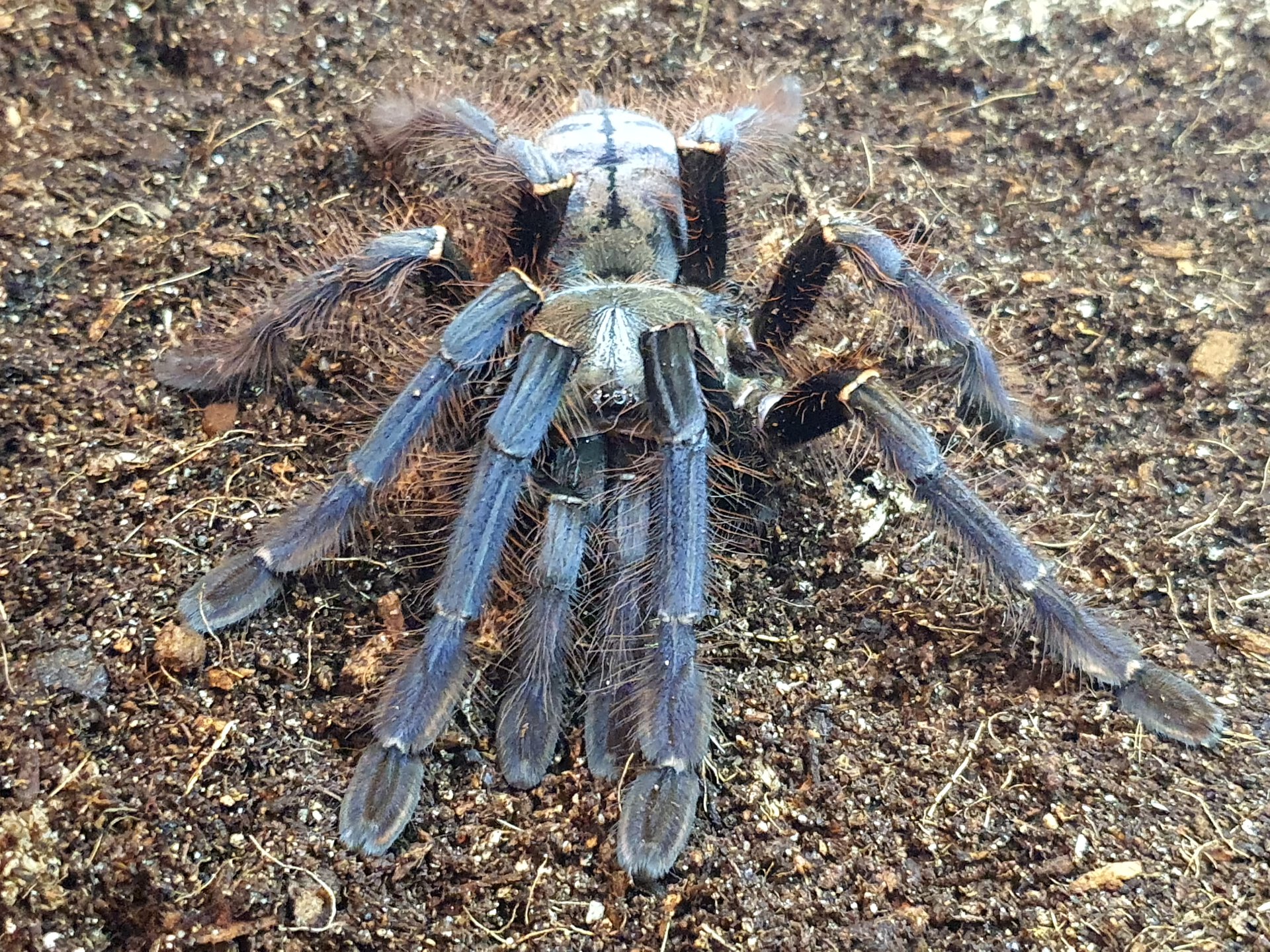 0.1 Phormingochilus sp. Sabah Blue