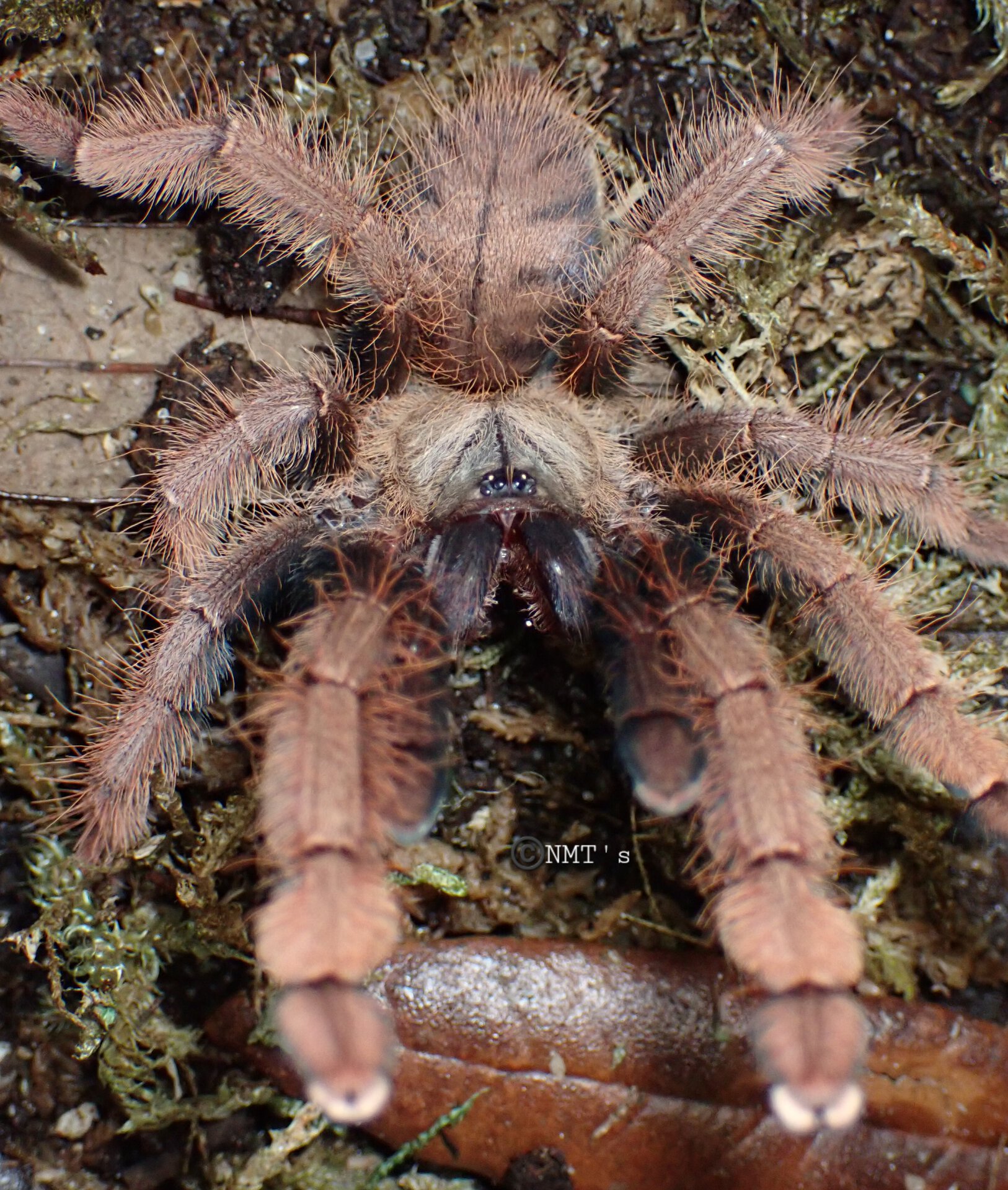 0.1 Phormingochilus sp. Sabah Red -