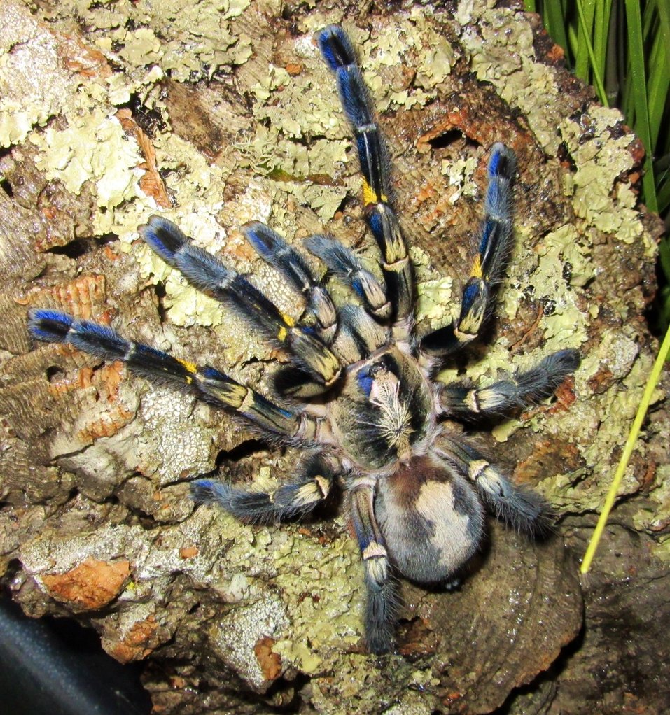 0.1 Poecilotheria metallica