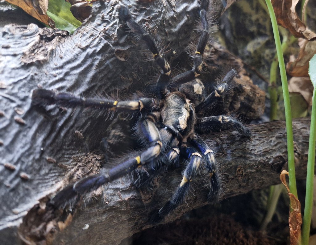 0.1 Poecilotheria metallica