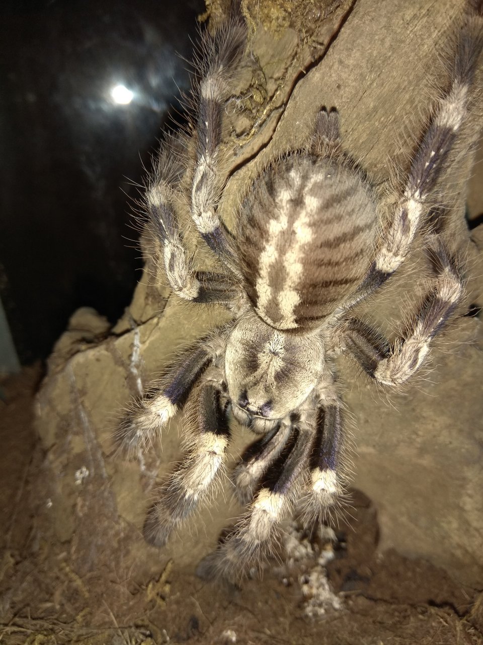 0.1 Poecilotheria miranda