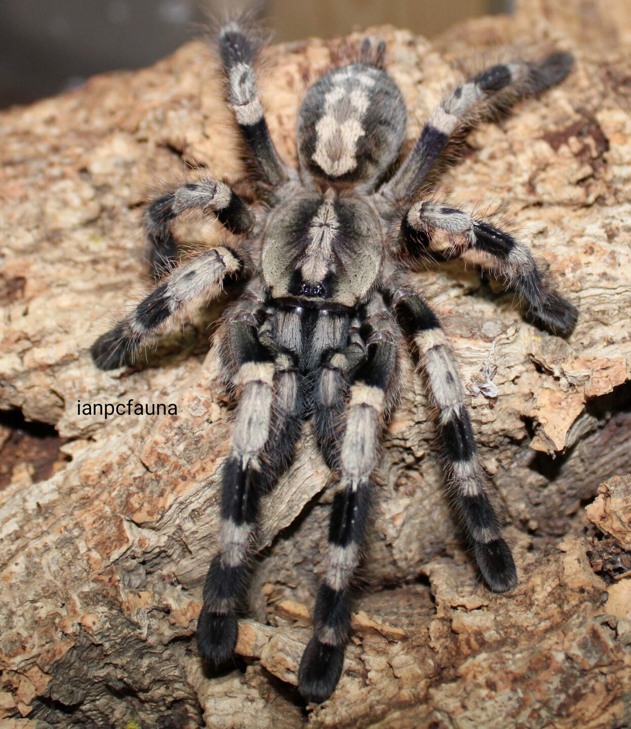 0.1 Poecilotheria miranda