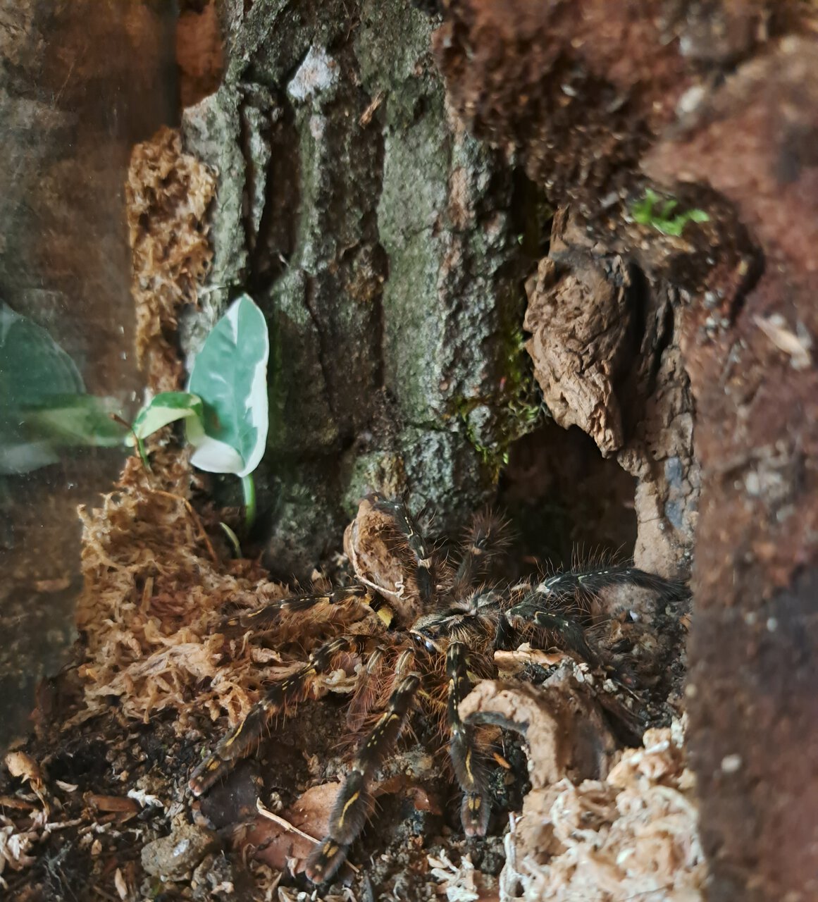 0.1 Poecilotheria ornata ~4"