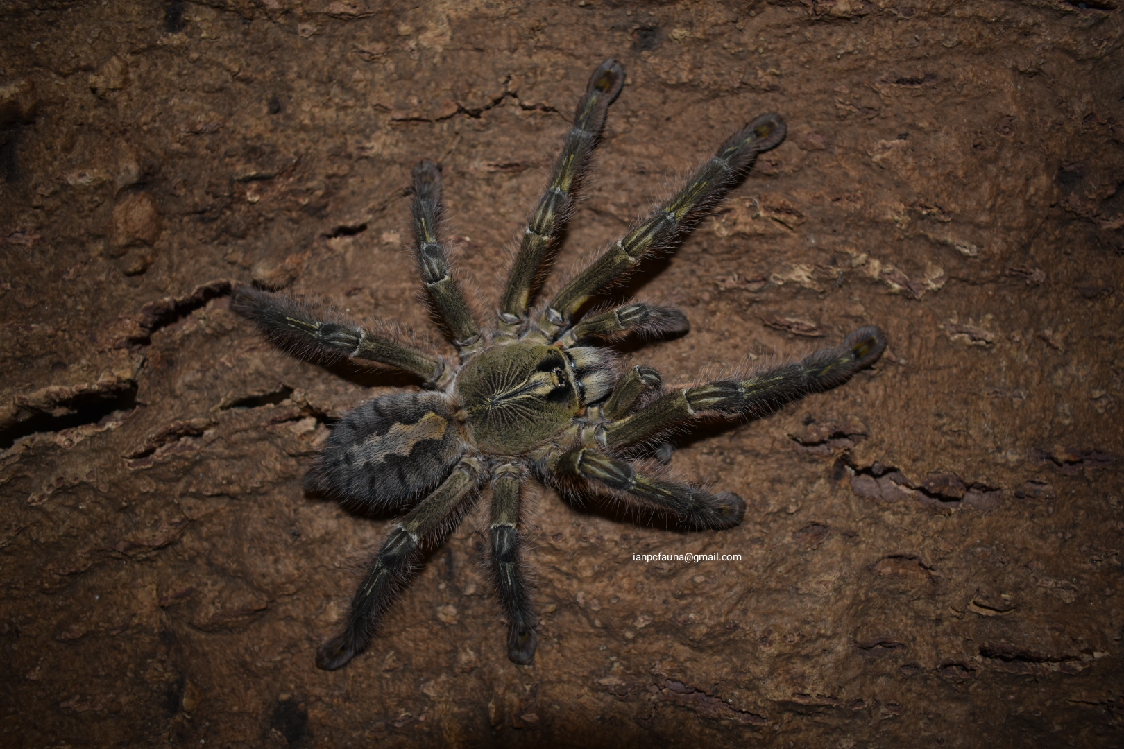 0.1 Poecilotheria rufilata
